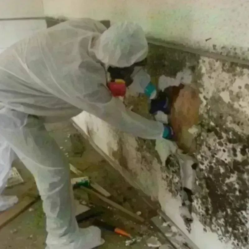 Mold Remediation and Removal in Burke County, GA